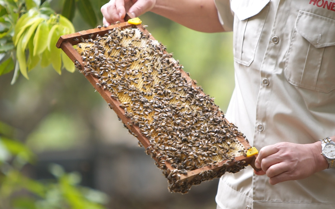 Cấu trúc tổ ong