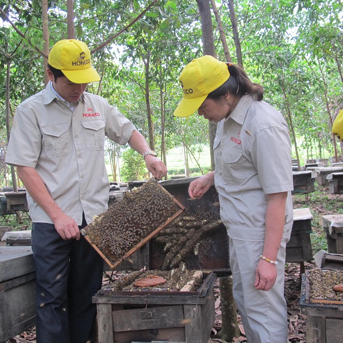 Trang trại khai thác mật ong được lấy từ lá keo của Honeco