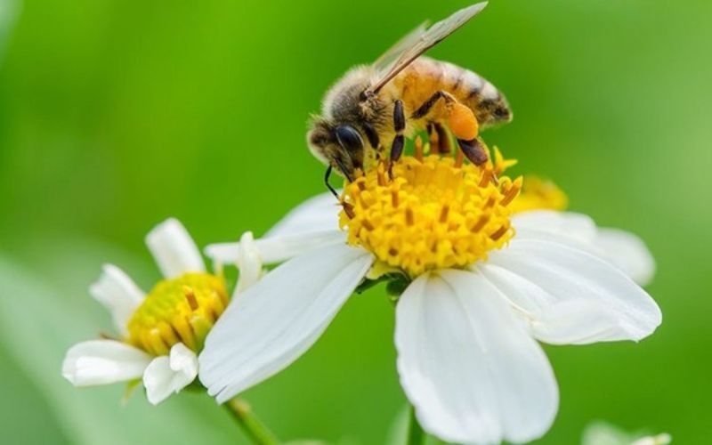 Mật ong hoa xuyến chi