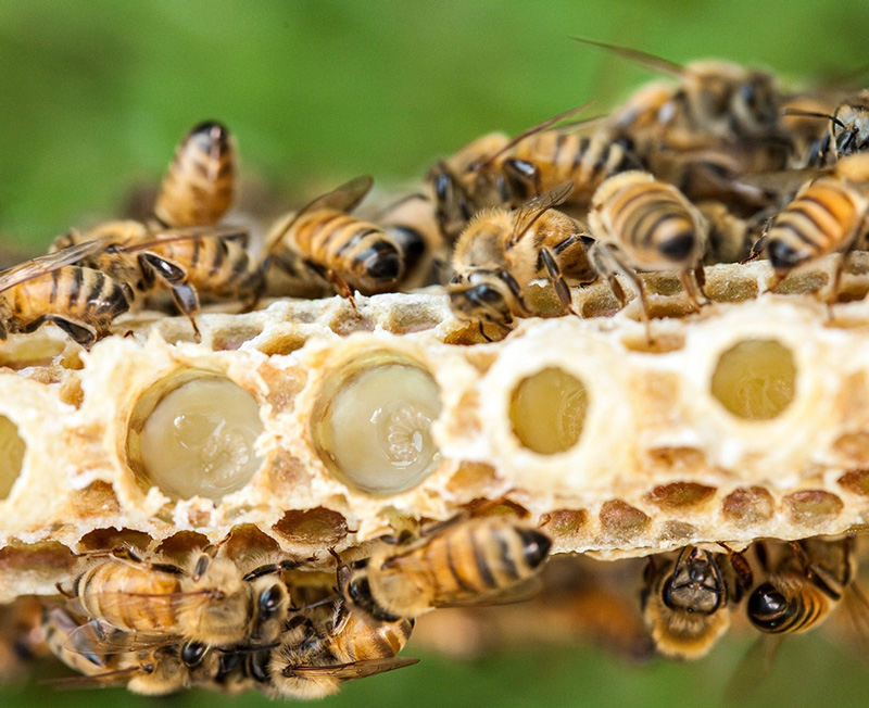 sữa ong chúa là gì