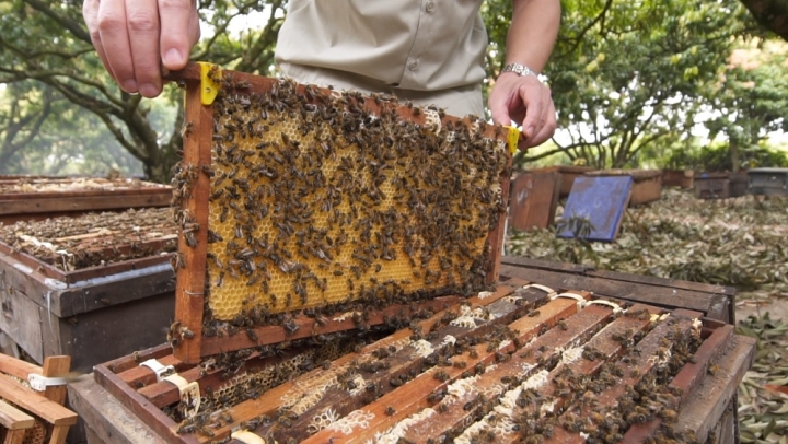 Giá trị dinh dưỡng và lợi ích sức khỏe của mật ong nguyên chất