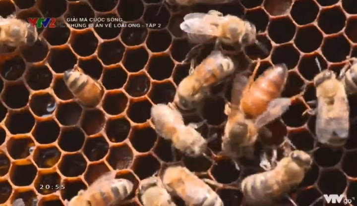 Giải mã cuộc sống: Những bí ẩn về loài ong tập 2 (VTV2)
