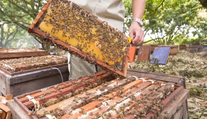 HONECO TAM DAO BEE JOINT STOCK COMPANY