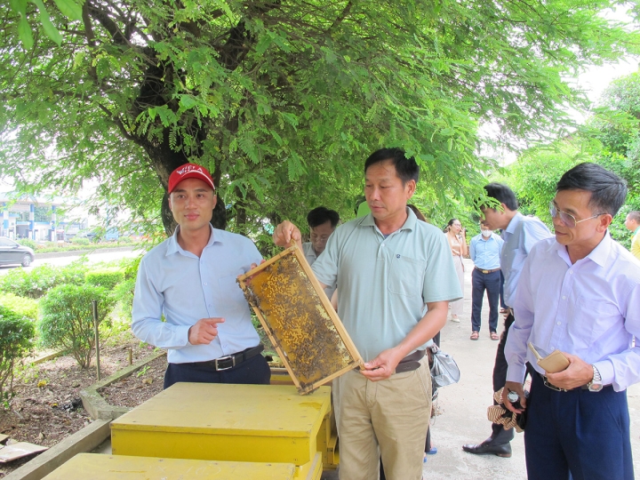 Du lịch vườn ong Honeco