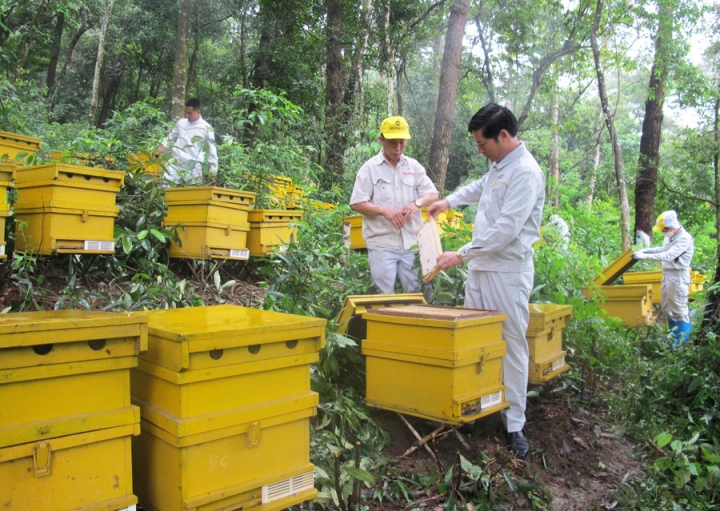 Nguyên liệu mật ong